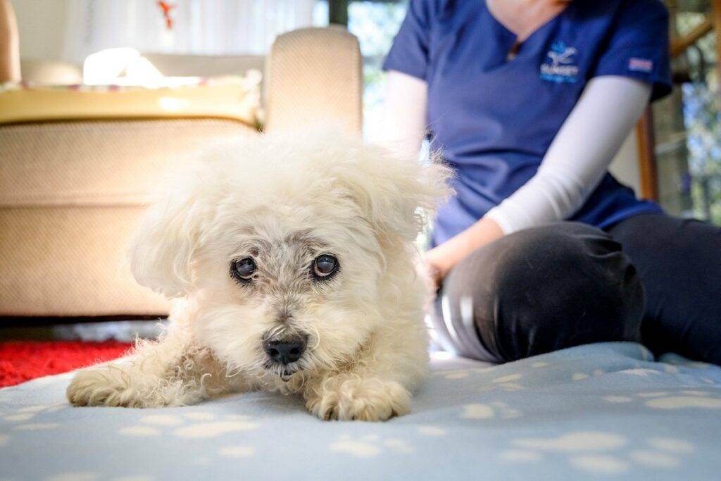 Sunset Vets’ expands its services to Sydney